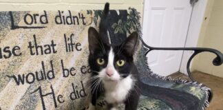 Pet of the Week: Joyful Agnus