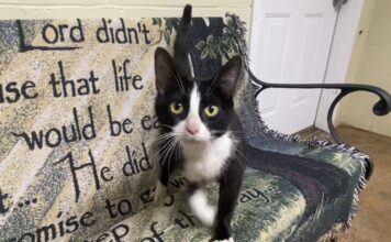 Pet of the Week: Joyful Agnus
