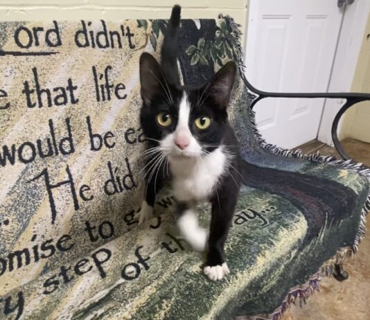 Pet of the Week: Joyful Agnus