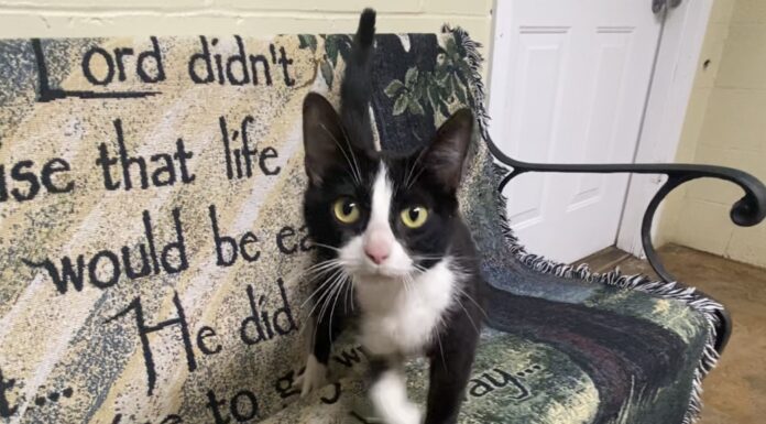 Pet of the Week: Joyful Agnus