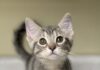 Pet of the Week: Curious Jenna