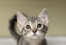 Pet of the Week: Curious Jenna Â