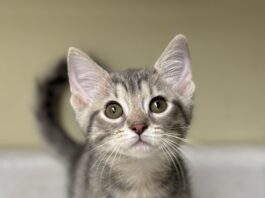 Pet of the Week: Curious Jenna
