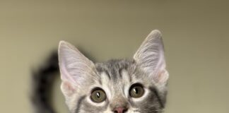 Pet of the Week: Curious Jenna Â