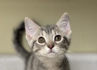 Pet of the Week: Curious Jenna