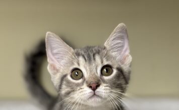 Pet of the Week: Curious Jenna Â