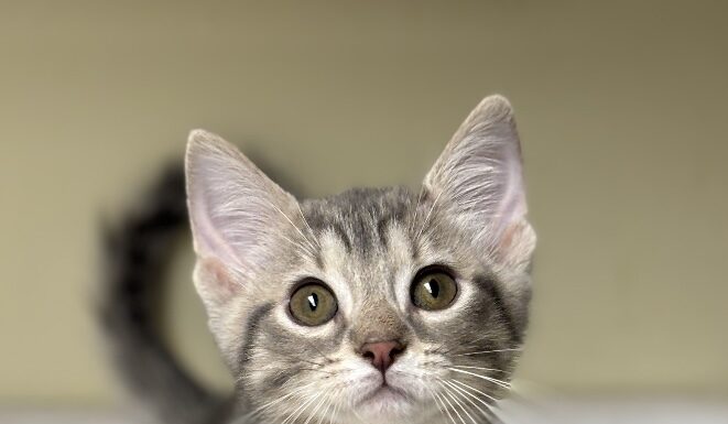 Pet of the Week: Curious Jenna