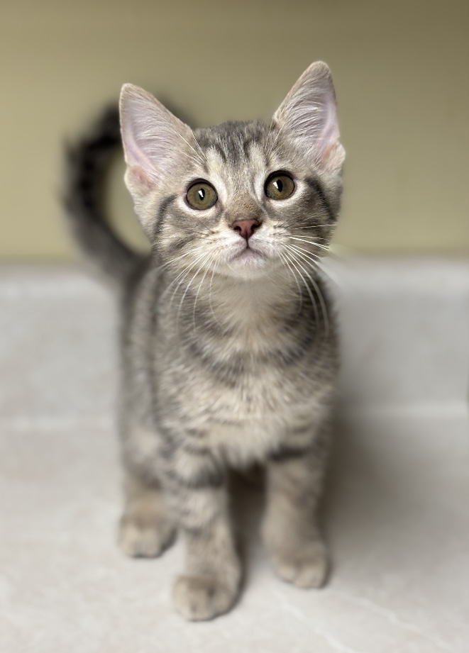 Pet of the Week: Curious Jenna