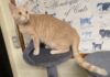 Pet of the Week: Marilyn is a quiet observer with a loving heart