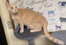 Pet of the Week: Marilyn is a quiet observer with a loving heart
