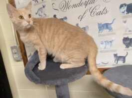 Pet of the Week: Marilyn is a quiet observer with a loving heart