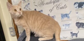 Pet of the Week: Marilyn is a quiet observer with a loving heart