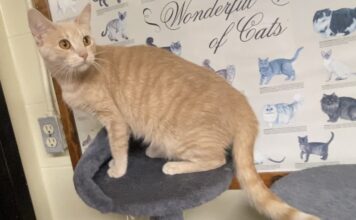 Pet of the Week: Marilyn is a quiet observer with a loving heart