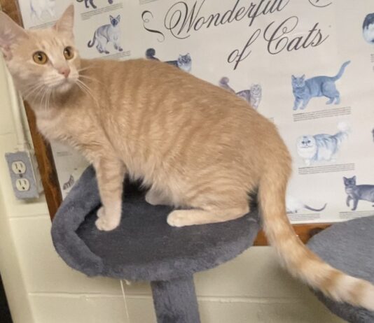 Pet of the Week: Marilyn is a quiet observer with a loving heart