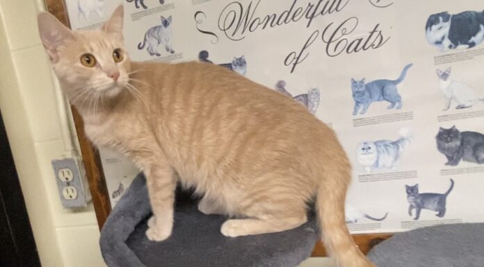 Pet of the Week: Marilyn is a quiet observer with a loving heart
