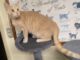 Pet of the Week: Marilyn is a quiet observer with a loving heart