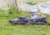 Saved by conservation: Alabama’s wildlife comebacks