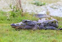 Saved by conservation: Alabama’s wildlife comebacks