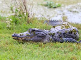 Saved by conservation: Alabama’s wildlife comebacks