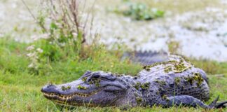 Saved by conservation: Alabama’s wildlife comebacks