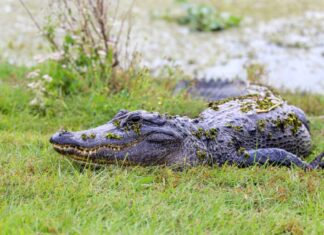 Saved by conservation: Alabama’s wildlife comebacks