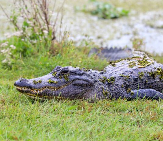 Saved by conservation: Alabama’s wildlife comebacks