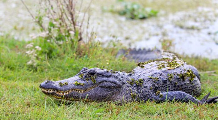 Saved by conservation: Alabama’s wildlife comebacks