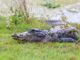 Saved by conservation: Alabama’s wildlife comebacks