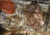 78 dogs rescued; Alabama man gets 10 years on federal dog fighting, firearms charges