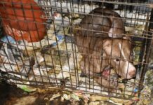 78 dogs rescued; Alabama man gets 10 years on federal dog fighting, firearms charges