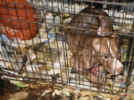 78 dogs rescued; Alabama man gets 10 years on federal dog fighting, firearms charges