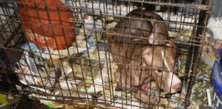 78 dogs rescued; Alabama man gets 10 years on federal dog fighting, firearms charges