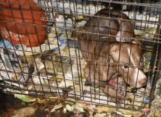 78 dogs rescued; Alabama man gets 10 years on federal dog fighting, firearms charges