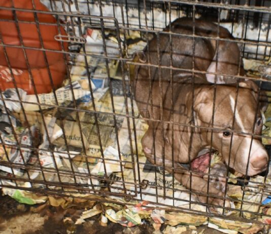 78 dogs rescued; Alabama man gets 10 years on federal dog fighting, firearms charges