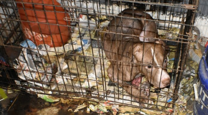 78 dogs rescued; Alabama man gets 10 years on federal dog fighting, firearms charges