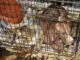 78 dogs rescued; Alabama man gets 10 years on federal dog fighting, firearms charges