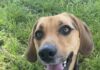 Pet of the Week: Toby is ready to follow his person homeÂ