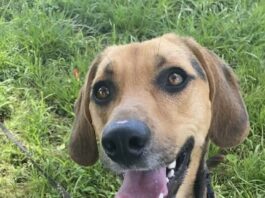 Pet of the Week: Toby is ready to follow his person home