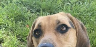 Pet of the Week: Toby is ready to follow his person home