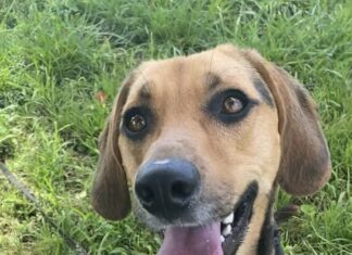 Pet of the Week: Toby is ready to follow his person home