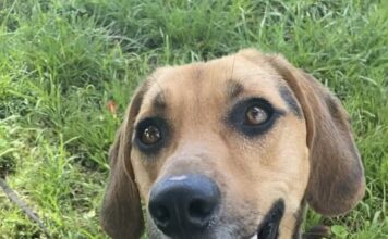 Pet of the Week: Toby is ready to follow his person home