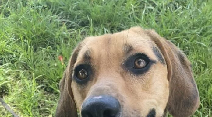 Pet of the Week: Toby is ready to follow his person home