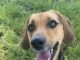 Pet of the Week: Toby is ready to follow his person home