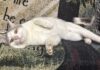 Pet of the Week: Mr. Melson is ready to roll