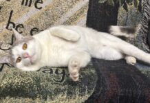 Pet of the Week: Mr. Melson is ready to roll