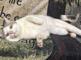 Pet of the Week: Mr. Melson is ready to roll