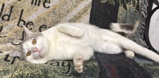 Pet of the Week: Mr. Melson is ready to roll