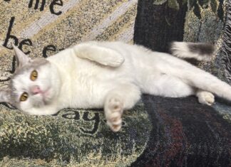 Pet of the Week: Mr. Melson is ready to roll
