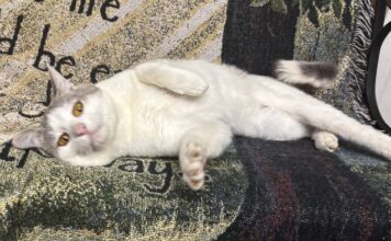 Pet of the Week: Mr. Melson is ready to roll