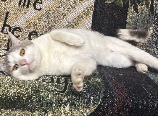 Pet of the Week: Mr. Melson is ready to roll